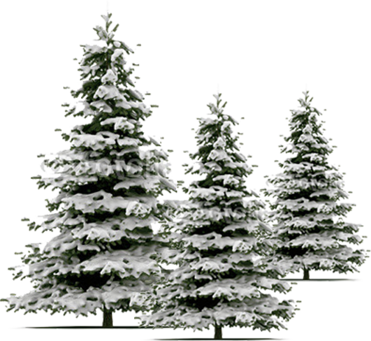 Sapins
