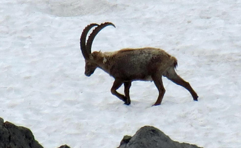 Faune