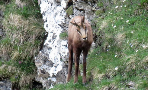 Faune