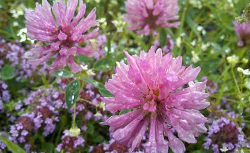 Flore